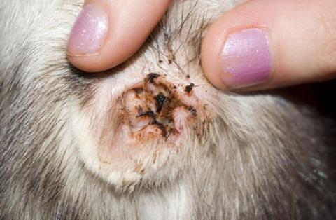 Как самостоятельно лечить ушного клеща у домашних кроликов?
